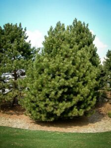 Сосна Чёрная (Pinus Nigra) купить по цене от 270.00р. в интернет-магазине «Посадика» с доставкой почтой в в Исилькулье и по всей России – [изображение №1].