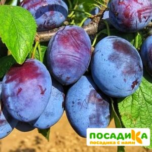 Слива Чачакская ранняя купить по цене от 229.00р. в интернет-магазине «Посадика» с доставкой почтой в в Исилькулье и по всей России – [изображение №1].