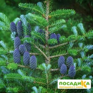 Пихта корейская (Abies koreana) купить по цене от 450.00р. в интернет-магазине «Посадика» с доставкой почтой в в Исилькулье и по всей России – [изображение №1].