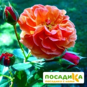 Роза Арабия купить по цене от 350.00р. в интернет-магазине «Посадика» с доставкой почтой в в Исилькулье и по всей России – [изображение №1].