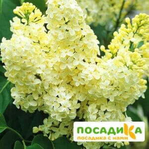 Сирень Примроуз (Primrose) купить по цене от 529.00р. в интернет-магазине «Посадика» с доставкой почтой в в Исилькулье и по всей России – [изображение №1].