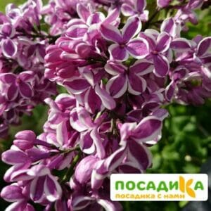 Сирень Сенсация купить по цене от 529.00р. в интернет-магазине «Посадика» с доставкой почтой в в Исилькулье и по всей России – [изображение №1].