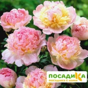 Пион Распберри Сандей (Paeonia Raspberry Sundae) купить по цене от 959р. в интернет-магазине «Посадика» с доставкой почтой в в Исилькулье и по всей России – [изображение №1].