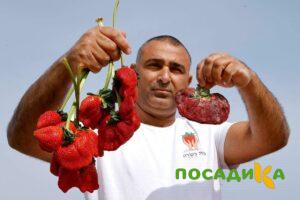 Клубника Гигант Джорнея купить по цене от 266р. в интернет-магазине «Посадика» с доставкой почтой в в Исилькулье и по всей России – [изображение №1].