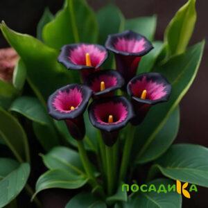 Калла Аура Лейс купить по цене от 400р. в интернет-магазине «Посадика» с доставкой почтой в в Исилькулье и по всей России – [изображение №1].