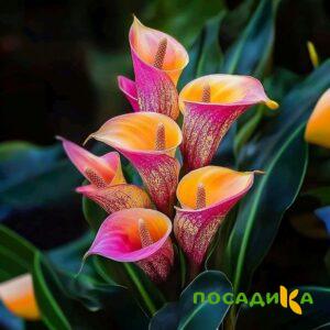 Калла Оникс купить по цене от 450р. в интернет-магазине «Посадика» с доставкой почтой в в Исилькулье и по всей России – [изображение №1].