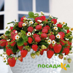 Клубника Рубиновый Шепот (горшечная) купить по цене от 240р. в интернет-магазине «Посадика» с доставкой почтой в в Исилькулье и по всей России – [изображение №1].