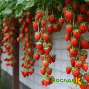Клубника вьющаяся Комплимент купить по цене от 470р. в интернет-магазине «Посадика» с доставкой почтой в в Исилькулье и по всей России – [изображение №1].