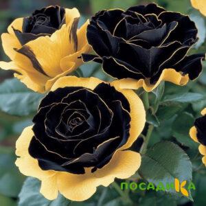 Роза Ханни Сикл купить по цене от 700р. в интернет-магазине «Посадика» с доставкой почтой в в Исилькулье и по всей России – [изображение №1].