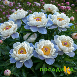 Пион акварельный Этюд купить по цене от 806р. в интернет-магазине «Посадика» с доставкой почтой в в Исилькулье и по всей России – [изображение №1].