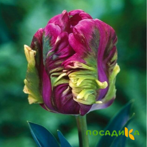 Тюльпан Экзотик Хэвен купить по цене от 186р. в интернет-магазине «Посадика» с доставкой почтой в в Исилькулье и по всей России – [изображение №1].