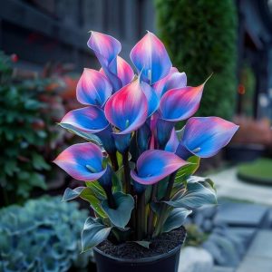 Калла Импрессия купить по цене от 590р. в интернет-магазине «Посадика» с доставкой почтой в в Исилькулье и по всей России – [изображение №1].