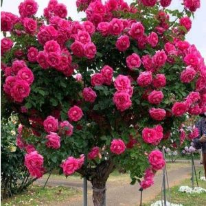 Роза Версаля купить по цене от 232р. в интернет-магазине «Посадика» с доставкой почтой в в Исилькулье и по всей России – [изображение №1].