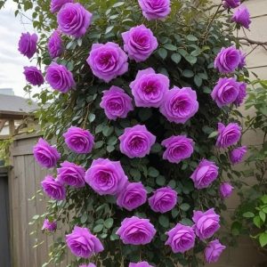 Роза Мистик Уайт купить по цене от 620р. в интернет-магазине «Посадика» с доставкой почтой в в Исилькулье и по всей России – [изображение №1].