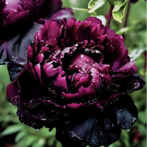 Пион Темный Сад купить по цене от 421р. в интернет-магазине «Посадика» с доставкой почтой в в Исилькулье и по всей России – [изображение №1].