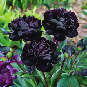 Пион Королевский Бархат купить по цене от 419р. в интернет-магазине «Посадика» с доставкой почтой в в Исилькулье и по всей России – [изображение №1].