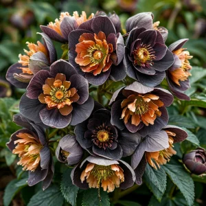 Морозник Блум Айс купить по цене от 499р. в интернет-магазине «Посадика» с доставкой почтой в в Исилькулье и по всей России – [изображение №1].