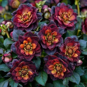 Морозник Сноу Дроп купить по цене от 348р. в интернет-магазине «Посадика» с доставкой почтой в в Исилькулье и по всей России – [изображение №1].