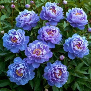 Пион Голубой лотос купить по цене от 590р. в интернет-магазине «Посадика» с доставкой почтой в в Исилькулье и по всей России – [изображение №1].