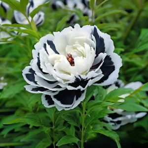 Пион Монохромный Шик купить по цене от 429р. в интернет-магазине «Посадика» с доставкой почтой в в Исилькулье и по всей России – [изображение №1].