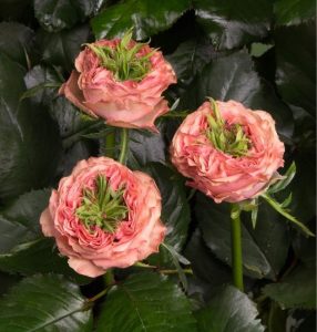 Роза Амбер Инчант купить по цене от 495р. в интернет-магазине «Посадика» с доставкой почтой в в Исилькулье и по всей России – [изображение №1].