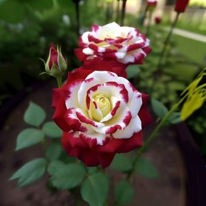 Роза Роял Глом купить по цене от 401р. в интернет-магазине «Посадика» с доставкой почтой в в Исилькулье и по всей России – [изображение №1].