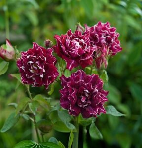 Роза Опаловый Пейзаж купить по цене от 490р. в интернет-магазине «Посадика» с доставкой почтой в в Исилькулье и по всей России – [изображение №1].