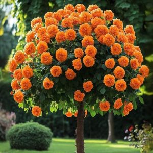 Роза Солнечный Шарм купить по цене от 349р. в интернет-магазине «Посадика» с доставкой почтой в в Исилькулье и по всей России – [изображение №1].