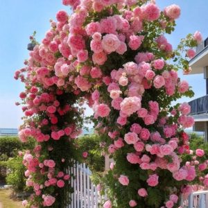 Роза Пастель Розе купить по цене от 605р. в интернет-магазине «Посадика» с доставкой почтой в в Исилькулье и по всей России – [изображение №1].