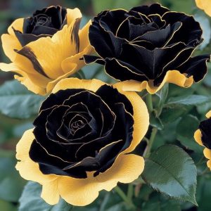 Роза Ханни Сикл купить по цене от 700р. в интернет-магазине «Посадика» с доставкой почтой в в Исилькулье и по всей России – [изображение №1].