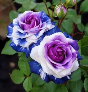 Роза Айвори Каскад купить по цене от 420р. в интернет-магазине «Посадика» с доставкой почтой в в Исилькулье и по всей России – [изображение №1].