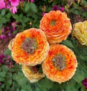 Роза Золотой Мираж купить по цене от 420р. в интернет-магазине «Посадика» с доставкой почтой в в Исилькулье и по всей России – [изображение №1].