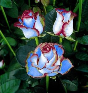 Роза Сафайер Пэтл купить по цене от 450р. в интернет-магазине «Посадика» с доставкой почтой в в Исилькулье и по всей России – [изображение №1].