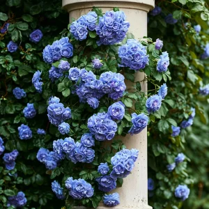 Роза плетистая Блю Перпл купить по цене от 540р. в интернет-магазине «Посадика» с доставкой почтой в в Исилькулье и по всей России – [изображение №1].